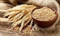 هدفگذاری برای کشت 5.9 میلیون هکتار گندم در سال زراعی جاری/ تدارک 460 هزار تن بذر گندم