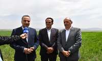 خرید تضمینی ۱.۷ میلیون تن گندم در کشور/ رشد ۷ درصدی نسبت به سال گذشته  