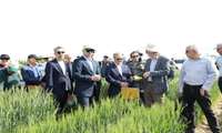 ارقام جدید گندم برای چهار اقلیم ایران در مزرعه پژوهشی غلات معرفی شد