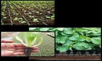 از مدیریت آب تا افزایش تولید؛ مزایای کشت نشایی در کشاورزی نوین