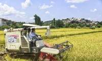 برداشت برنج از ۹۰ درصد شالیزارهای گیلان