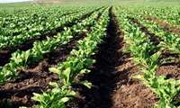 اجرای طرح پایداری تولید در ۱۴۰ هزار هکتار از دیمزارهای خراسان‌ شمالی