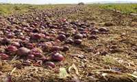 پنج هزار  تن پیاز خراسان‌شمالی در مسیر بازارهای صادراتی