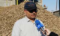 پیش‌بینی تحویل حدود ۲ میلیون تن چغندرقند به کارخانه‌های آذربایجان‌غربی