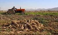 توسعه کشت پاییزه چغندرقند در خراسان‌شمالی برای سازگاری با کم‌آبی