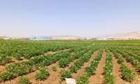 رکوردشکنی تولید بذر سیب‌زمینی در ایلام/ رشد ۲۳۳ درصدی سطح زیر کشت