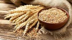 هدفگذاری برای کشت 5.9 میلیون هکتار گندم در سال زراعی جاری/ تدارک 460 هزار تن بذر گندم