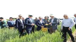 ارقام جدید گندم برای چهار اقلیم ایران در مزرعه پژوهشی غلات معرفی شد