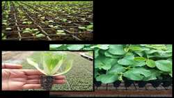 از مدیریت آب تا افزایش تولید؛ مزایای کشت نشایی در کشاورزی نوین