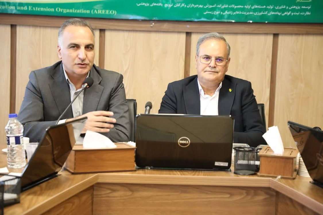 مجید 