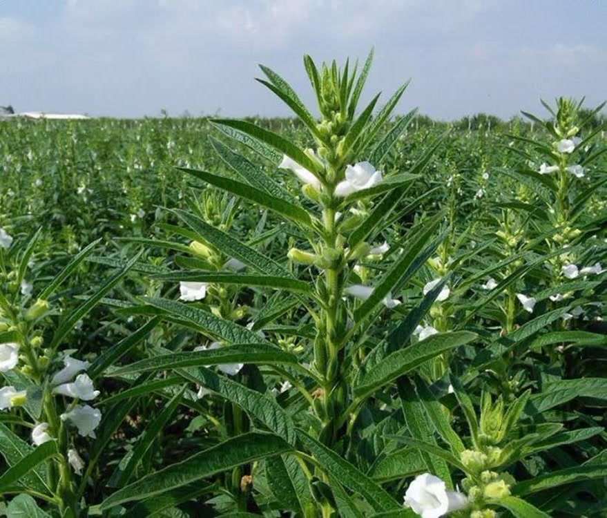 کنجد 