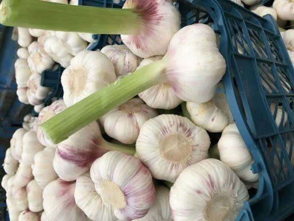سیر 