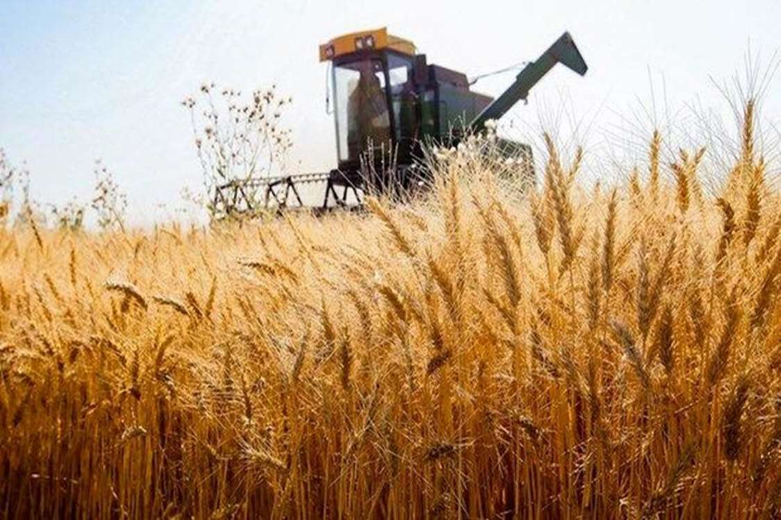 گندم 