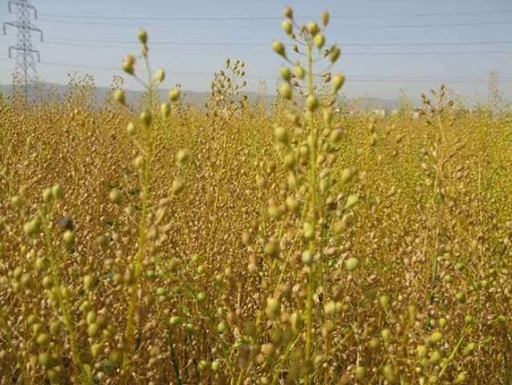 کاملینا 