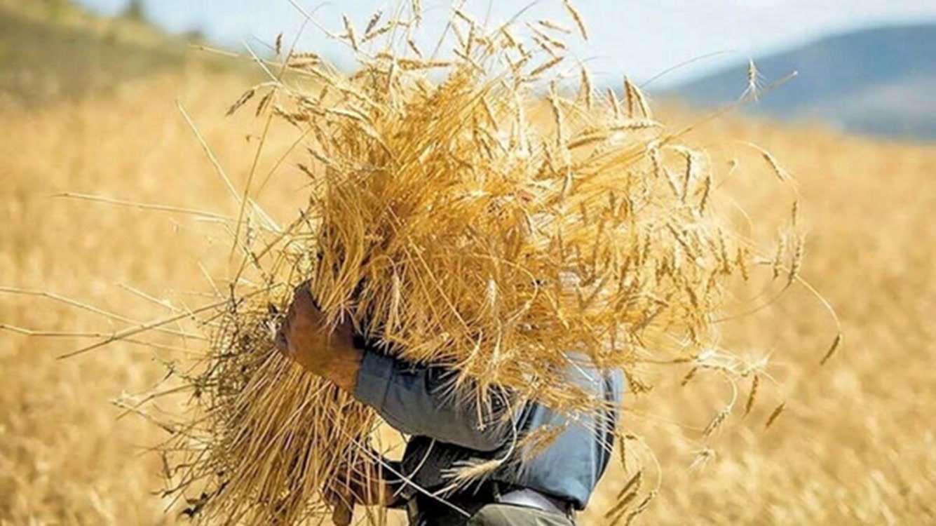 گندم 