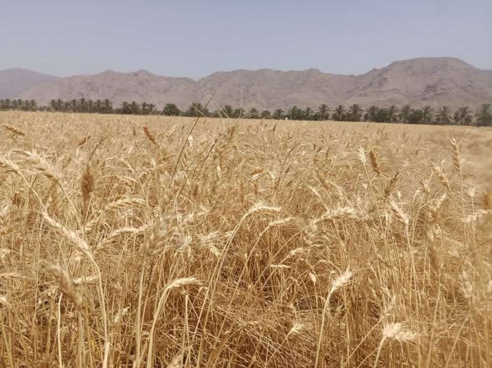 مرکزی 