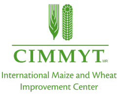 مرکز تحقیقات بین المللی ذرت و گندم (CIMMYT)