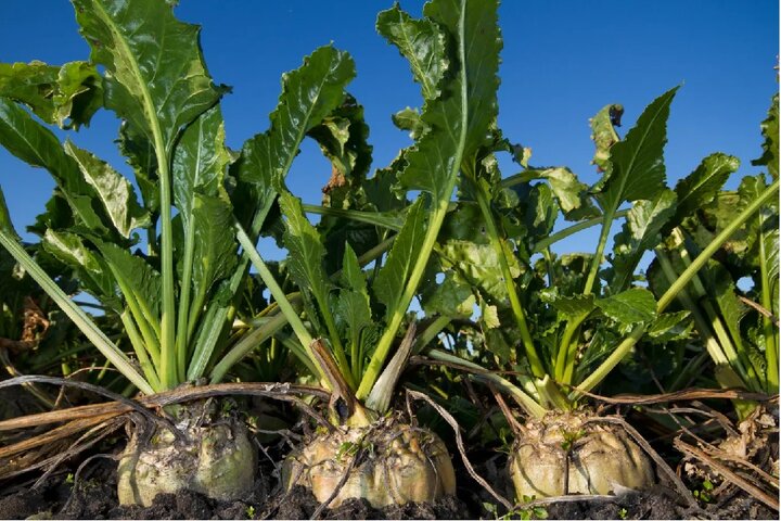 تحقق خودکفایی شکر با توسعه کشت پاییزه و اصلاح ارقام چغندرقند