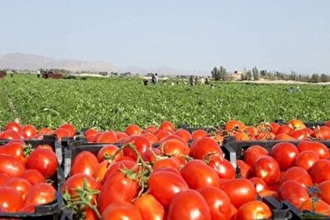 ظرفیت تولید بیش از ۱۸هزار تن رب گوجه‌فرنگی در خراسان‌ شمالی