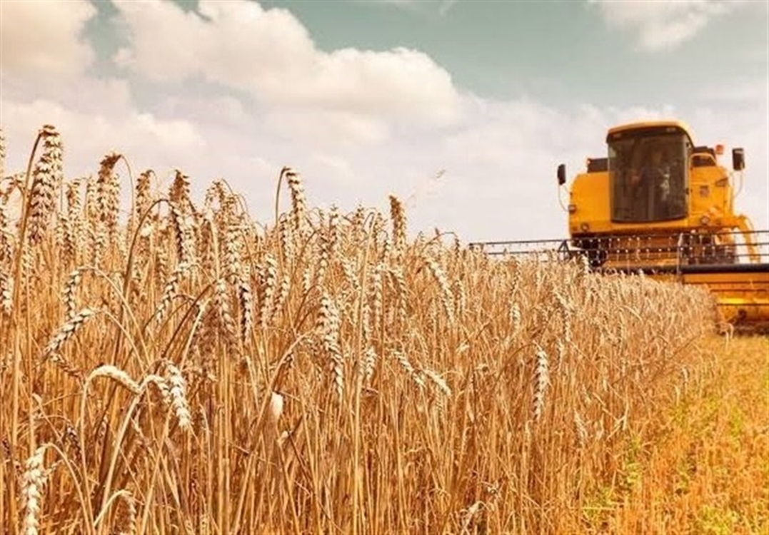 ۲۰۳ هزار تن گندم در استان مرکزی خریداری شد