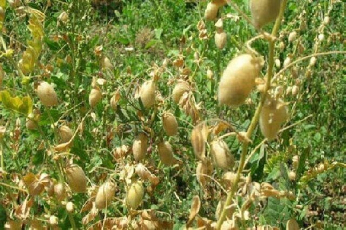 ابلاغ کشت پاییزه نخود در ۳۵۵۰ هکتار از اراضی خراسان شمالی