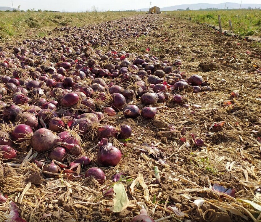 پنج هزار  تن پیاز خراسان‌شمالی در مسیر بازارهای صادراتی