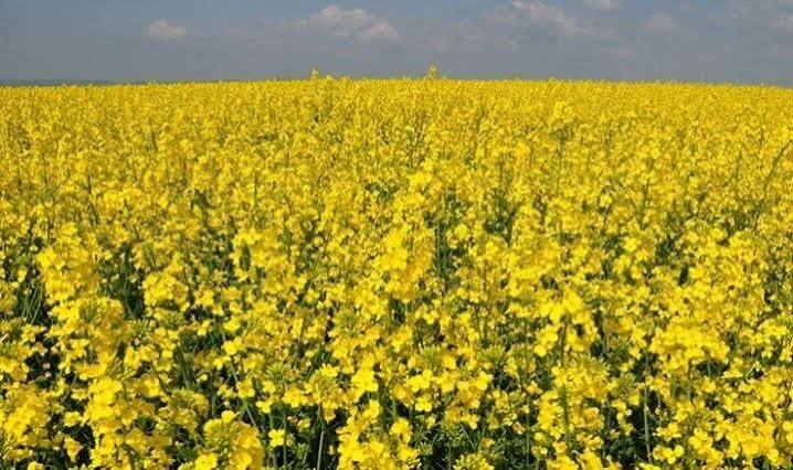 گام تازه برای توسعه کشاورزی قراردادی دانه‌های روغنی/ بسته‌های حمایتی برای شرکت‌های پشتیبان تدوین می‌شود