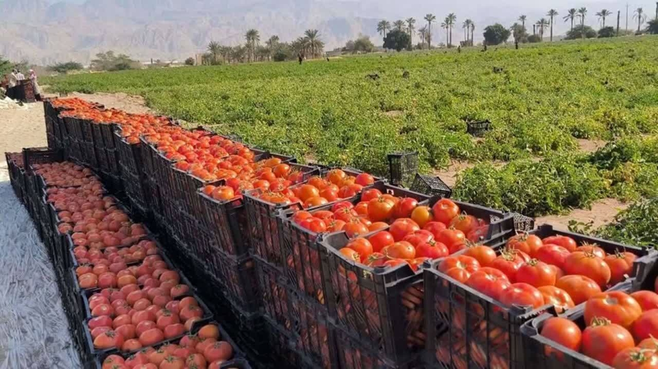تولید سالانه بالغ بر ۲ میلیون تن محصولات زراعی در استان هرمزگان