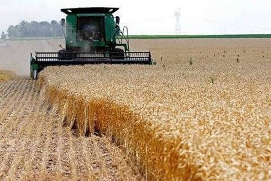 سطح زیر کشت گندم دیم در خراسان رضوی ۲۳۵ درصد افزایش یافت