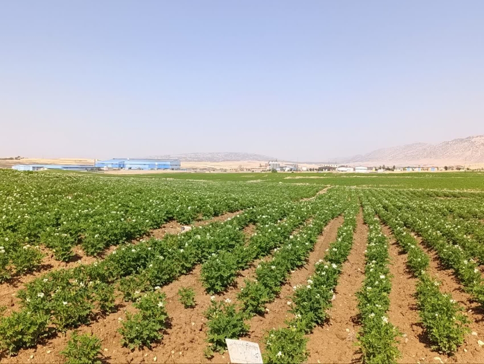 رکوردشکنی تولید بذر سیب‌زمینی در ایلام/ رشد ۲۳۳ درصدی سطح زیر کشت
