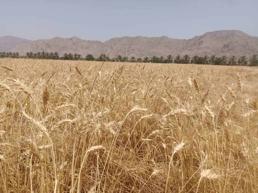 پرداخت ۵۰ درصد مطالبات گندمکاران استان مرکزی