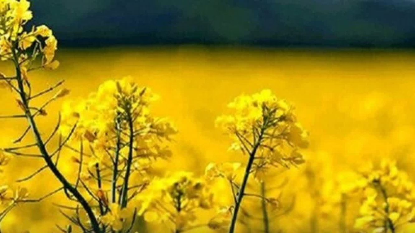هدف‌گذاری کشت ۶۵ هزار هکتار کلزا در گلستان؛ ۱۷ مرکز توزیع بذر فعال شد